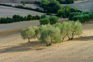 oliveiras na toscana, itália, época de colheita, outonal foto