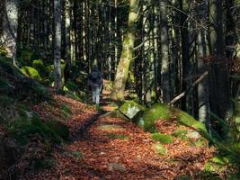 cores brilhantes de outono nas montanhas vosges. Alsácia. foto