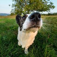 cachorro corgi engraçado fotografado com uma lente olho de peixe, proporções distorcidas engraçadas do focinho foto