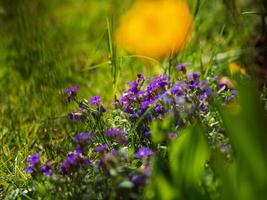 época de floração na cidade. tempo ensolarado. estrasburgo. o conforto e a beleza de um dia de primavera em um bairro tranquilo da cidade. foto