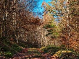 cores brilhantes de outono nas montanhas vosges. Alsácia. foto