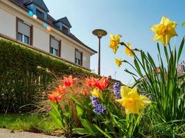 tulipas vermelhas, amarelas e lilás de incrível beleza. narcisos amarelos brilhantes. a luz do sol inunda o espaço. foto