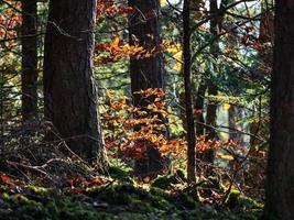 cores brilhantes de outono nas montanhas vosges. Alsácia. foto