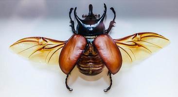 inseto seco no museu, vista de perto foto