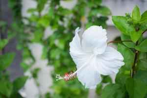 flor de hibisco ou flor de sapato, rosa chinesa branca com estames vermelhos. flor ao ar livre pétalas brancas estames longos. apelido rainha da flor tropical. foto