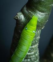 a lagarta está prestes a comer as folhas. as lagartas comem as folhas de adenium. durante a estação chuvosa. foto