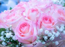 bouquet de rosas cor-de-rosa há gotas de água nas pétalas e pequenas flores brancas adornando o fundo. foto