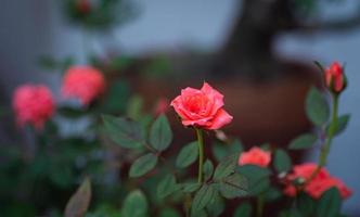 feche a pequena rosa chamada rosa de damasco, cor de rosa velha, mostrando pétalas e camadas de flores, luz natural, ao ar livre foto