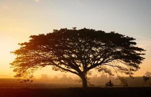 silhueta, grande árvore, alastrando, perfeito, fundo do céu a luz laranja do sol nascente da manhã e um nevoeiro fraco foto