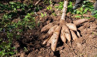 a mandioca é desenterrada no subsolo. aglomerados de produtos agrícolas cultivados no subsolo. foto