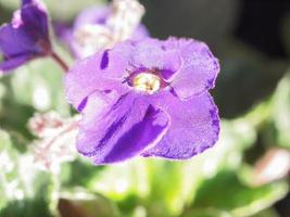 flor de viola roxa foto