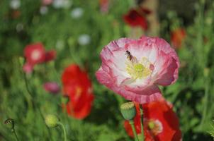 a flor de papoula rosa e branca desabrochando com uma abelha polinizadora. foto