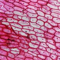 micrografia de epiderme de cebola foto