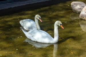 dois cisnes em uma lagoa foto