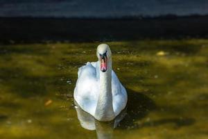 um cisne na lagoa foto