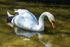 em um dia ensolarado de primavera, um cisne no parque foto