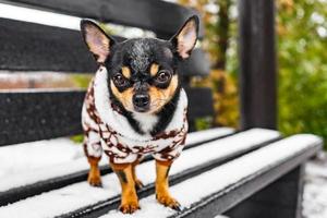 um cachorro chihuahua fica em um banco no inverno em tempo de neve em roupas. animal. foto