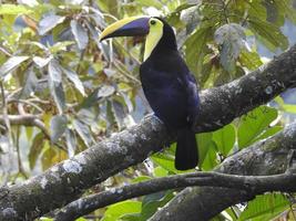 tucano maandible de castanha 1 foto