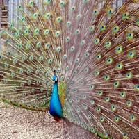 animal pássaro pavão foto