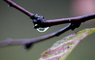 gota de água na planta foto