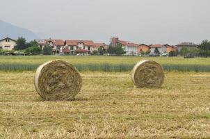 fardo de feno no campo foto