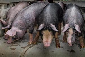 espécies de porco preto ou kurobuta na fazenda de suínos foto