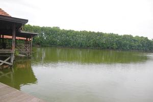 árvores de mangue na beira do pântano foto