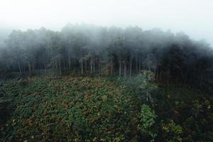 floresta enevoada e pinheiros foto