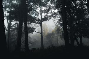 floresta enevoada e pinheiros foto