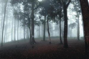 floresta enevoada e pinheiros foto