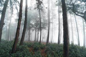 floresta enevoada e pinheiros foto