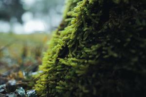 velhas árvores e musgo na floresta tropical foto