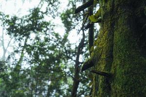 velhas árvores e musgo na floresta tropical foto