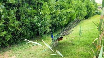 pavões elegantes andando no gramado em um parque na bulgária. foto