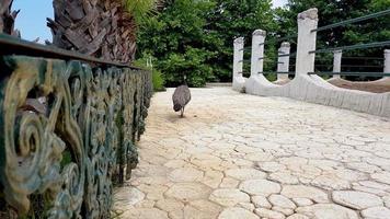 pavões elegantes andando no gramado em um parque na bulgária. foto