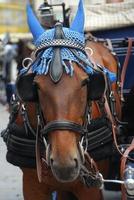 carruagem de cavalos em Viena foto