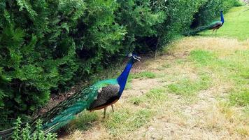 pavões elegantes andando no gramado em um parque na bulgária. foto