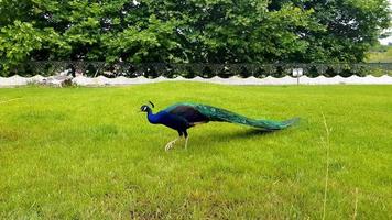 pavões elegantes andando no gramado em um parque na bulgária. foto