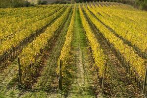 vinhas na zona rural da Toscana foto