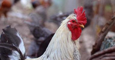 cabeça de galo close up.engraçado ou bem-humorado retrato de cabeça close-up de uma galinha ou galo macho com belas penas amareladas pente vermelho brilhante e acácia com um fundo desfocado bokeh.rooster foto