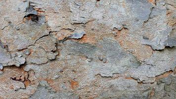 textura de casca de árvore, padrão de fundo de casca de árvore natural. superfície áspera do tronco foto