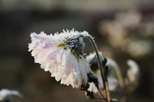 a primeira macro de flores da primavera em um fundo desfocado. flores brancas são cobertas de geada foto