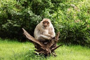 retrato de macaco adulto no parque natural tropical. macaco atrevido na área de floresta natural. cena da vida selvagem com animal de perigo. foco seletivo foto