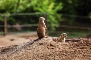 duas marmotas naturais sentadas olhando em direções opostas. curioso suslik europeu posando para o fotógrafo. pequenos sousliks observando foto