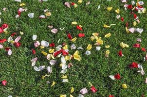 grama verde em prado ou gramado com pétalas de flores rosas úteis como foto