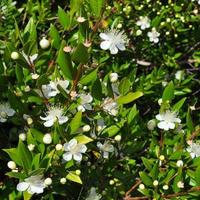 myrtus myrtle - plantae angiospermas eudicots rosids myrtales myr foto