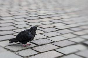 pombo na cidade foto