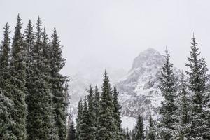 paisagem montanhosa de inverno com pinheiros foto