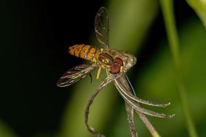 mosca de calígrafo adulto foto