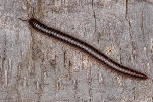 centopéia marrom comum adulto foto